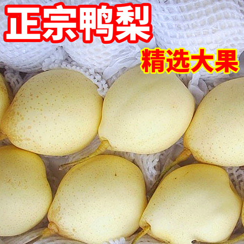 河北鸭梨赵县水晶梨大鸭梨整箱包邮脆甜多汁酸甜可口