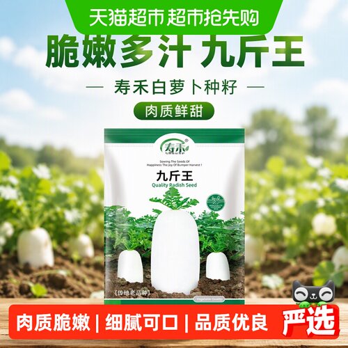 寿禾大白萝卜秋季水果种子