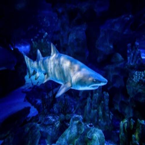 [吉隆坡城中城水族馆-大门票]在吉隆坡水族馆KLCC探索神秘海底的鳐鱼和珊瑚礁！