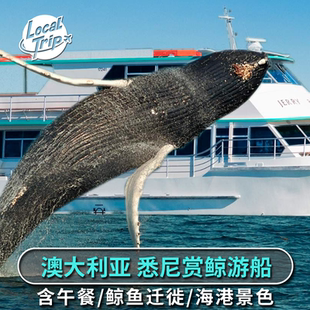澳大利亚旅游 悉尼赏鲸游船之旅含午餐 悉尼观鲸 鲸鱼迁徙