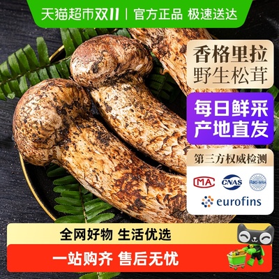 云南新鲜松茸野生菌现挖现发