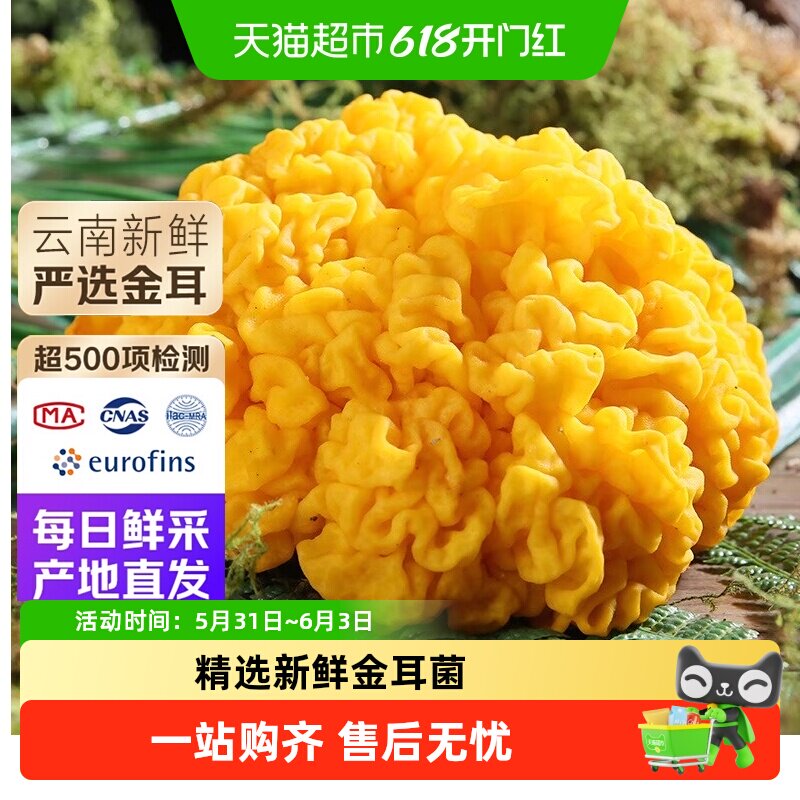 云南新鲜金耳菌云南特产菌菇鲜黄金耳黄木耳刺身炖汤羹非干货