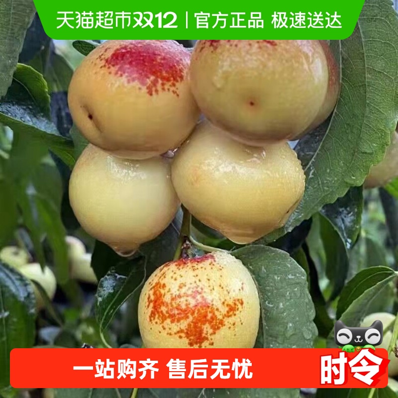 德沃多山东沾化新鲜冬枣冰糖脆甜