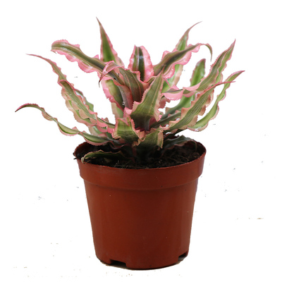 花与花器姬凤梨积水雨林缸微景观