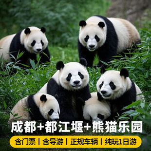 都江堰一日游成都旅游熊猫乐园景区门票讲解上门接纯玩四川跟团游