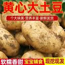 蔬菜优质土豆现摘美味蔬菜 黄皮土豆新鲜洋芋马铃薯黄心应季