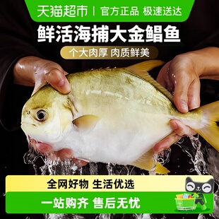 云储生活金鲳鱼新鲜冷冻鲜活特大鲳鱼日照金昌鱼海鱼白鲳银鲳鱼