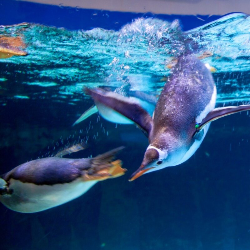 [墨尔本水族馆-门票][墨尔本水族馆-大门票]扫码入园秒出票