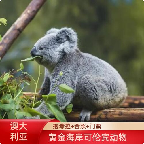 [可伦宾野生动物保护区-门票+抱考拉合影]儿童需成人陪同澳大利亚澳洲黄金海岸可伦宾动物园抱考拉拍照