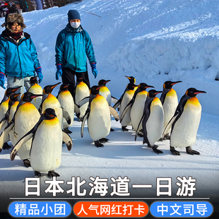 9人团|北海道一日游旭川动物园美瑛瀑布精灵露台小樽登别洞爷湖