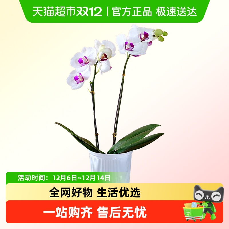 朵屿花间蝴蝶兰花苗盆栽室内花卉