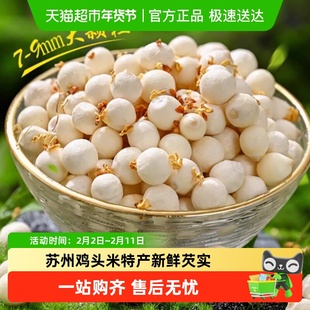 苏州鸡头米大颗粒特产新鲜当季芡实非干货农家自产去皮特级新鲜