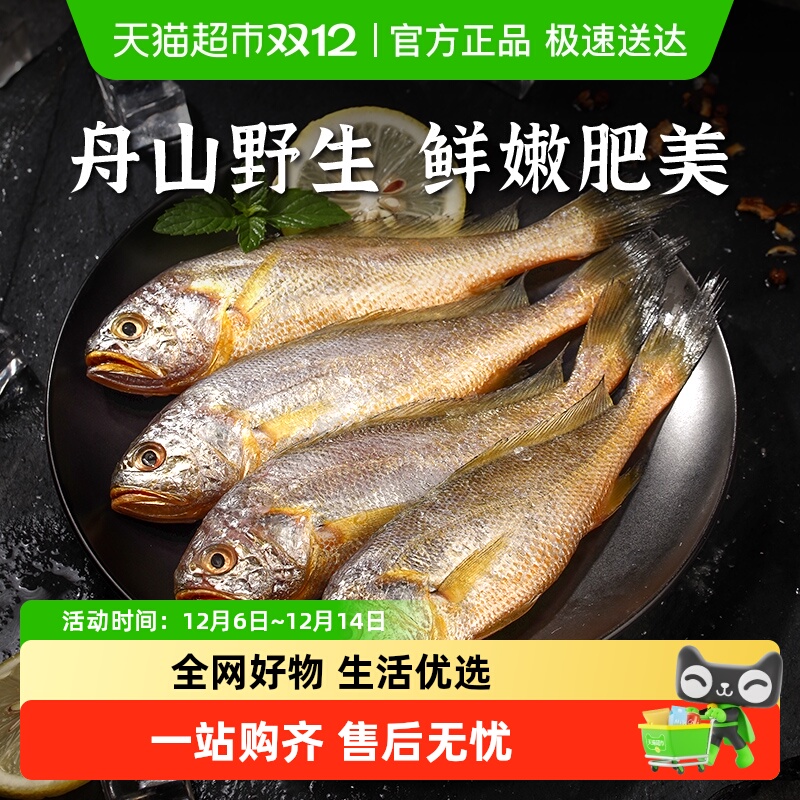 遇上鲜舟山东海海捕小黄鱼