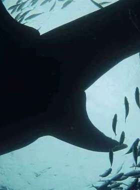 菲律宾宿务奥斯洛布鲸鲨观赏+墨宝沙丁鱼风暴浮潜一日游