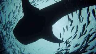 菲律宾宿务奥斯洛布鲸鲨观赏+墨宝沙丁鱼风暴浮潜一日游