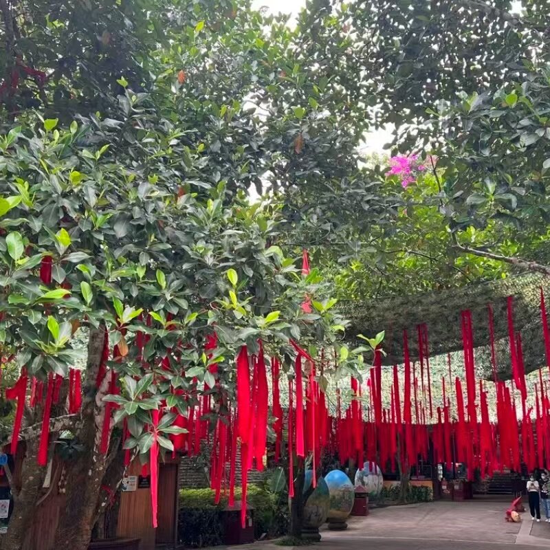 [西双版纳原始森林公园-大门票+往返电瓶车]西双版纳原始森林公园-大门票+往返电瓶车