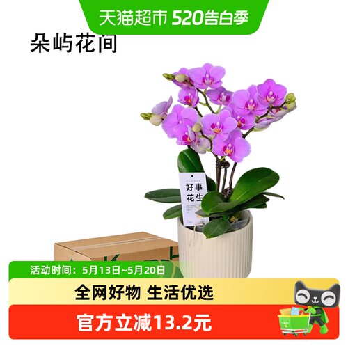 朵屿花间蝴蝶兰礼品花卉