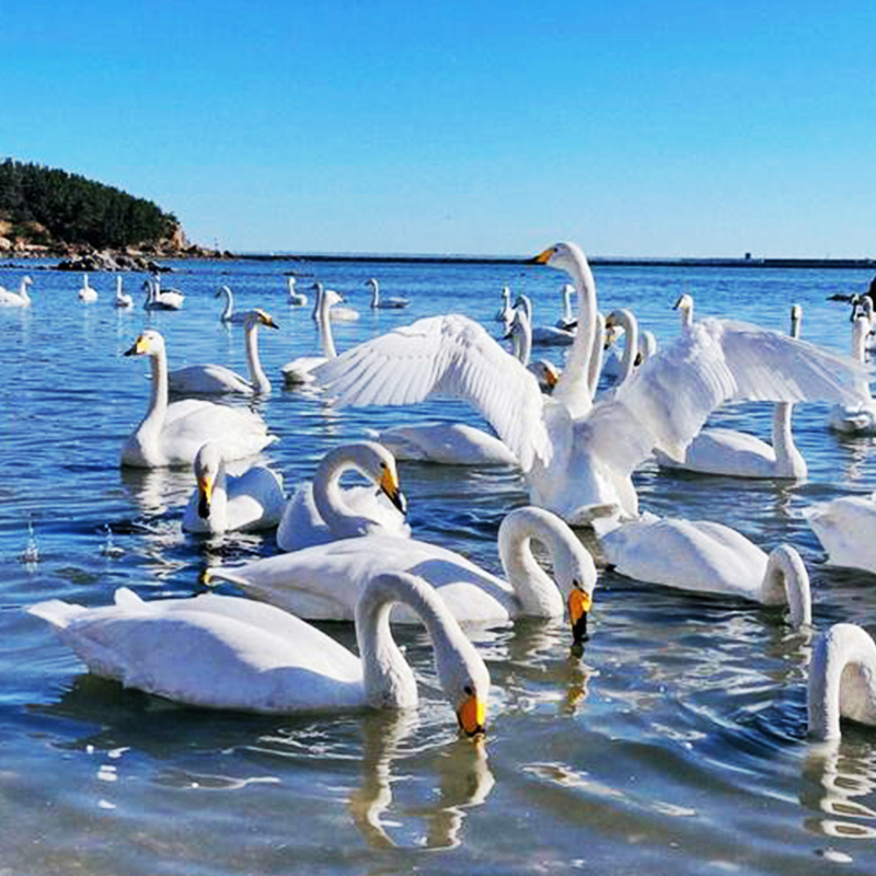威海猫头山沉船一日游