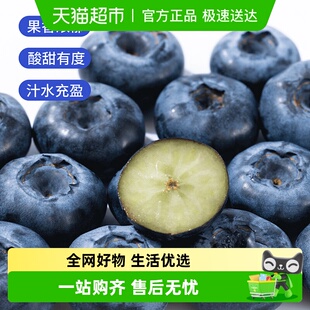 西域美农四川大凉山花香蓝莓鲜果 脆甜多汁现摘现发树上熟 L25