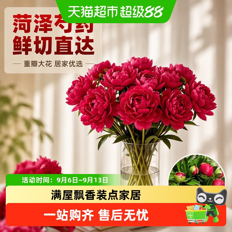德沃多菏泽重瓣芍药满屋飘香图片