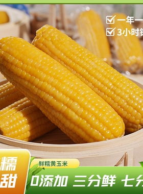 新鲜东北真空包装黏玉米棒黄糯苞米现摘甜粒粘真空装早餐