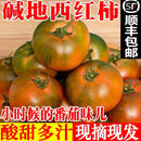 正宗铁皮柿子盐碱地铁皮西红柿绿腚草莓柿子新鲜水果番茄现摘现发