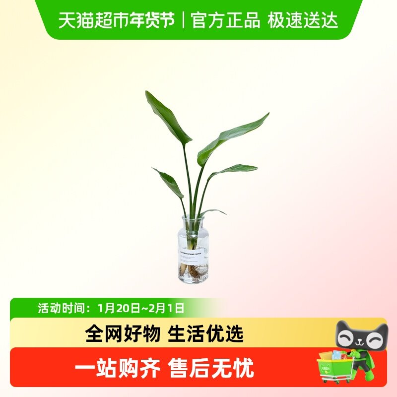 天堂鸟水培绿植春羽广口玻璃瓶水培植物,鲜花速递/花卉仿真/绿植园艺,绿植,淘宝优惠券,粉丝福利购,淘宝优惠卷