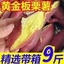 沙地新鲜现挖板栗蜜薯红薯健康粗粮番薯新鲜香甜软糯无丝