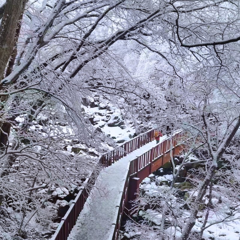 韩国济州汉拿山登山徒步3天2晚/琥珀璞山度假村市区酒店/全年适用