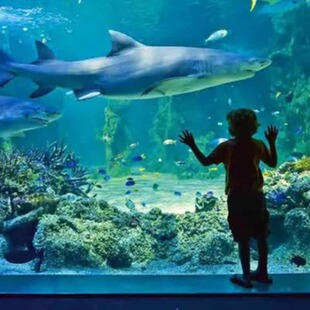 [悉尼海洋生物水族馆-大门票]悉尼水族馆SEALIFE 门票