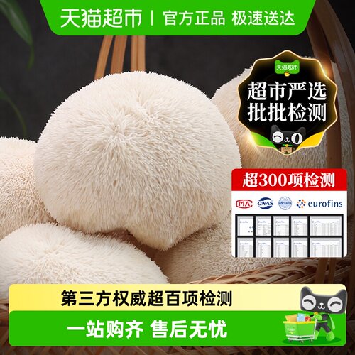 古田精选新鲜猴头菇养胃煲汤食材