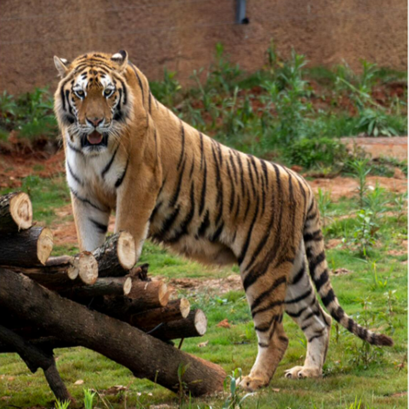 [周口野生动物世界-大门票]周口 周口野生动物世界 大门票