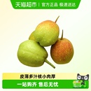 正宗新疆库尔勒香梨礼盒新鲜梨子水果特产生鲜2025新梨