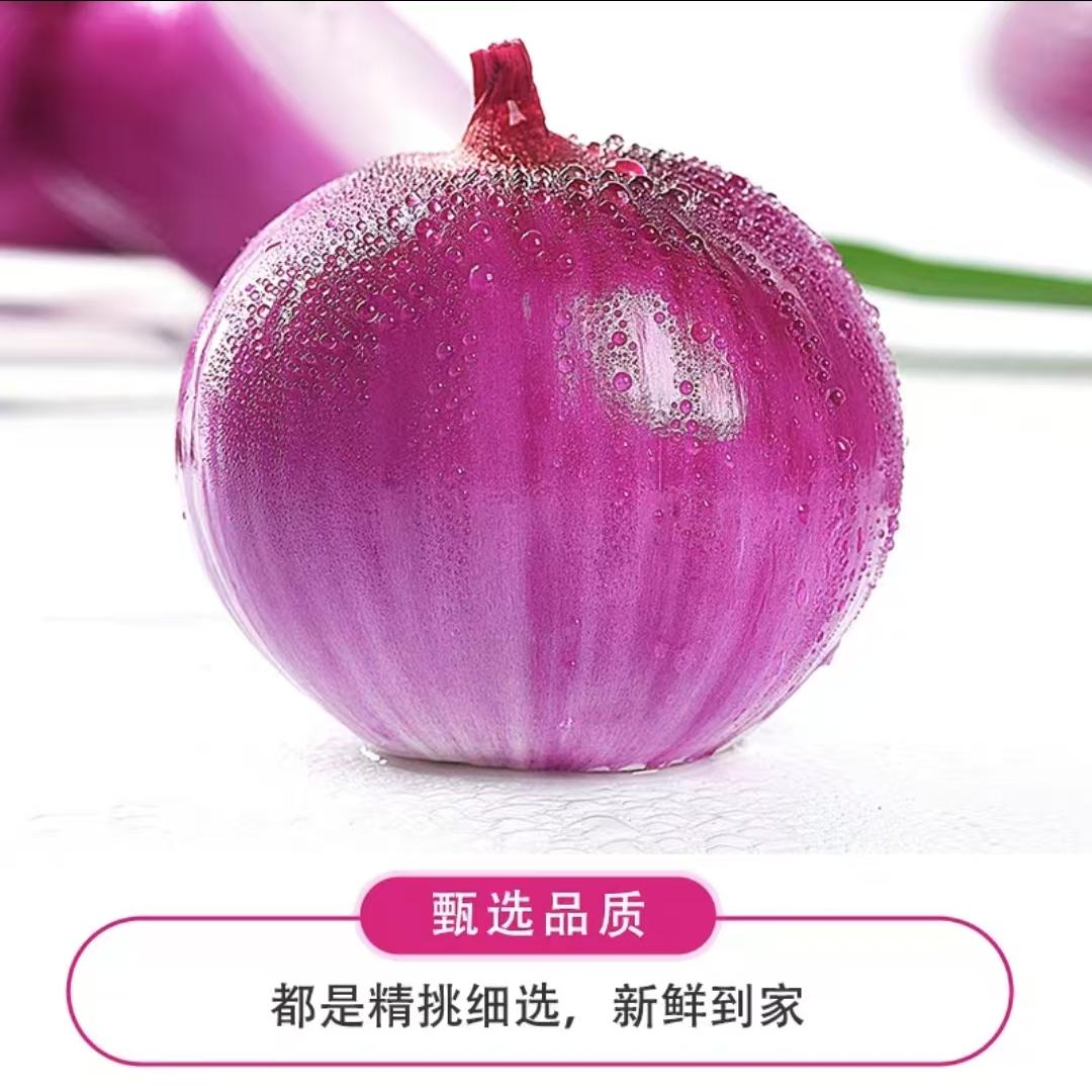 2025紫皮洋葱葱头红皮水果生食圆葱新鲜农家蔬菜自种现挖包邮