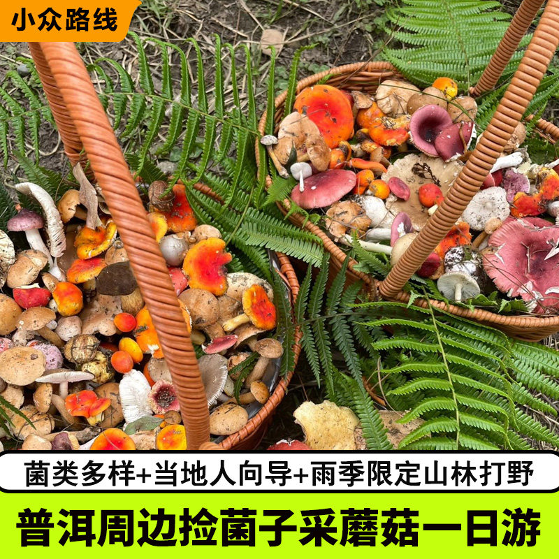 【捡菌子】普洱捡菌子采蘑菇山林徒步打野一日游+当地人向导