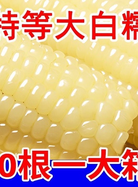 正宗东北白糯玉米软糯香甜拉丝粗粮代餐非即食独立包装甜糯玉米