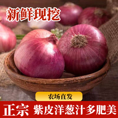 正宗河西二红2025年紫皮洋葱红皮生吃新鲜洋葱蔬菜整箱批发包邮