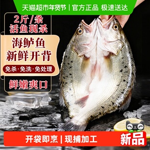 海鲈鱼开背新鲜冷冻免处理去鳞去腮去内脏烤鱼半成品