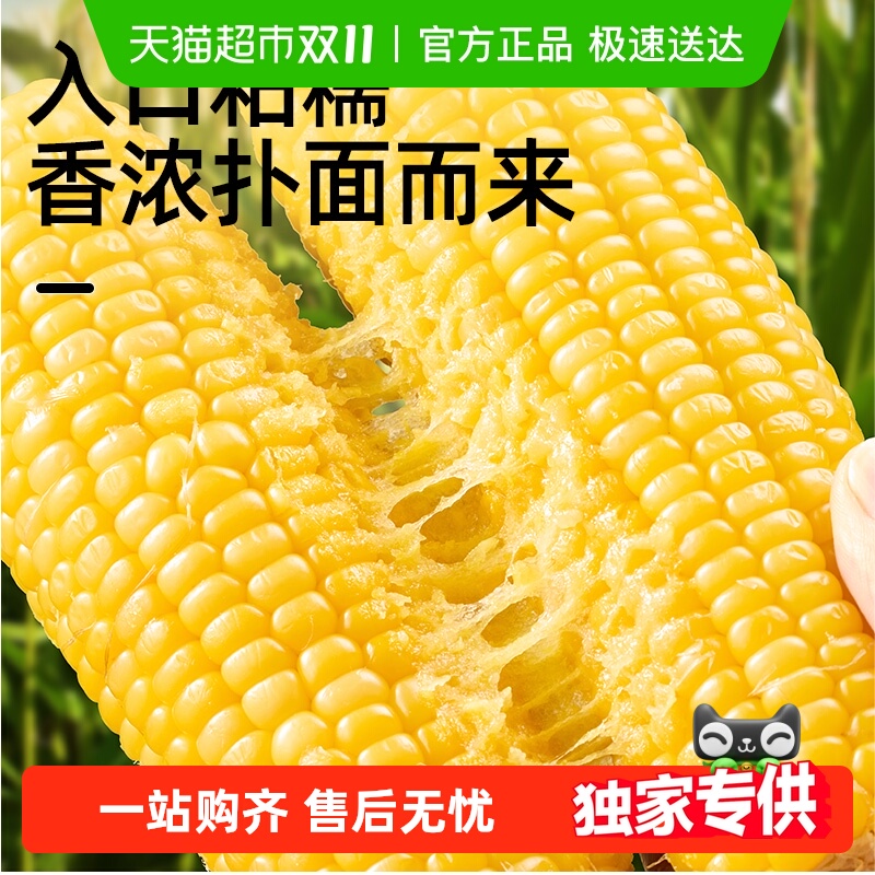 【臻选】黄糯玉米棒东北低脂粗粮饱腹粘糯苞谷免切新鲜真空装
