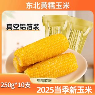 25新货东北黄糯玉米10支真空铝箔玉米粘米黏新鲜现摘玉米棒苞米
