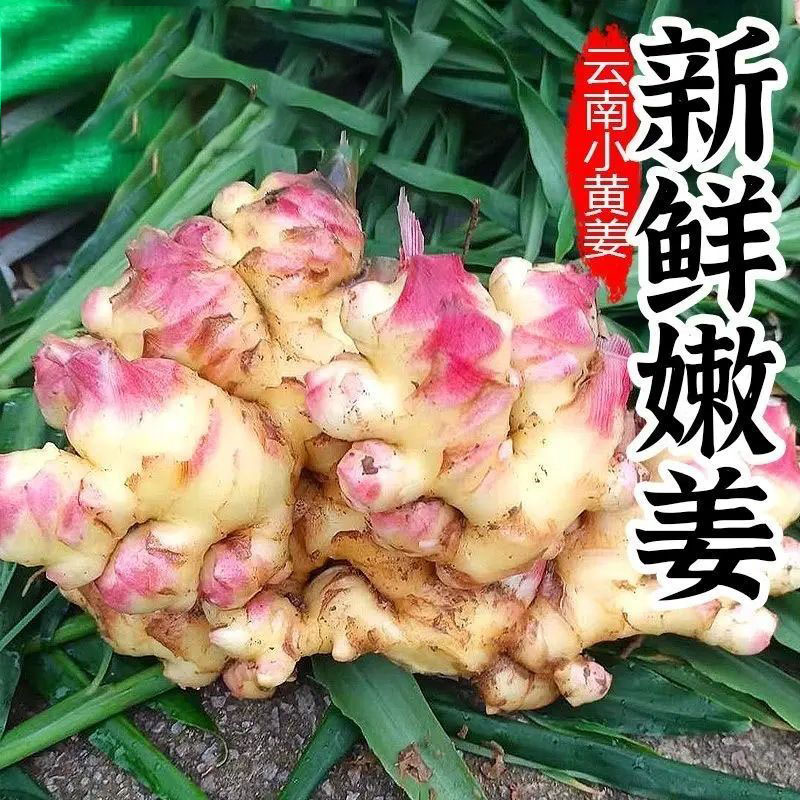 云南小黄姜红芽嫩姜现挖新鲜鲜泡仔姜生姜农家香辣泡醋姜2025新姜
