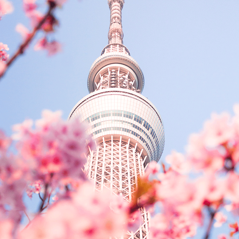 日本东京+伊豆+热海旅游7天6晚半自助游 浅草寺修善寺热海温泉街