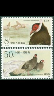 T134 褐马鸡 JT 全新 原胶全品 /邮票/集邮/收藏/邮 邮局正品