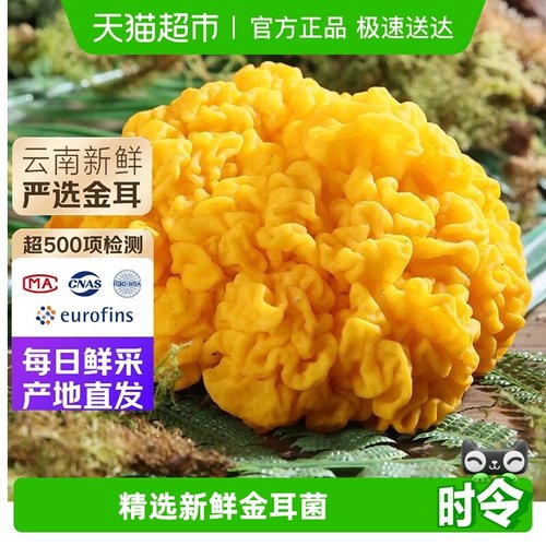 云南新鲜金耳菌特产菌菇黄金耳