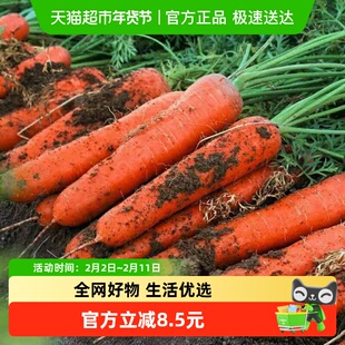 新鲜胡萝卜胡萝卜沙土地蔬菜水果现挖现发农家自种带泥即食