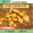 炸薯片专用云薯304土豆云南新鲜高山黄皮黄心马铃薯 洋芋 包邮