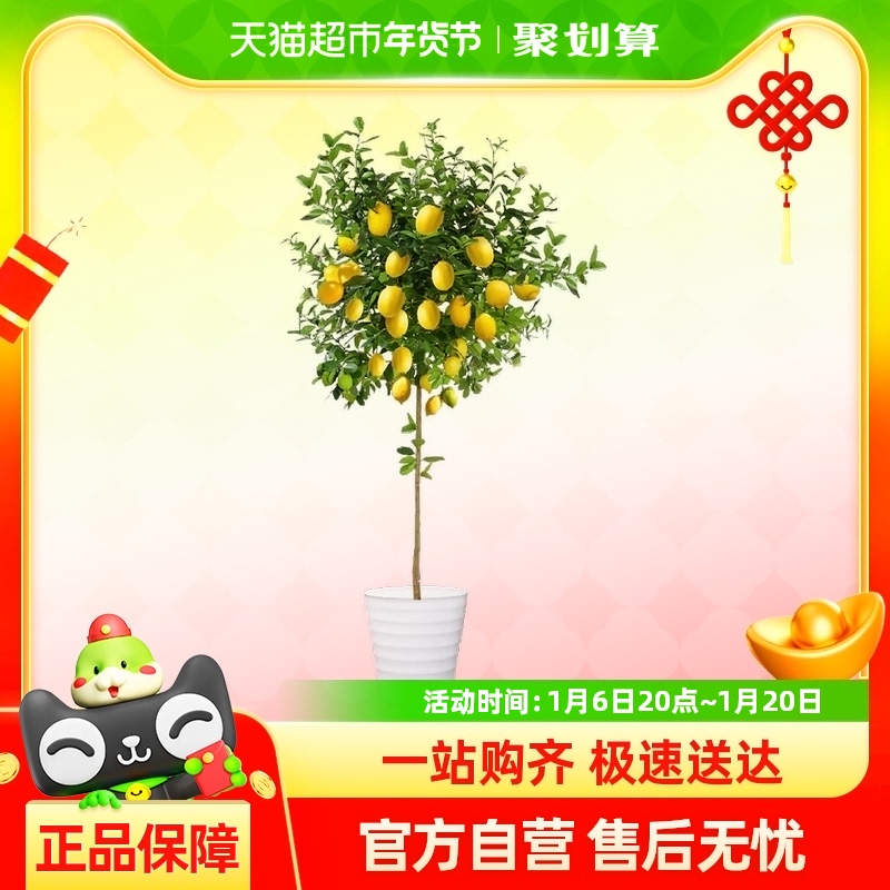 ˮֲʳֲ׮绨̨ļ׻79.23Ԫ(88VIP 95)