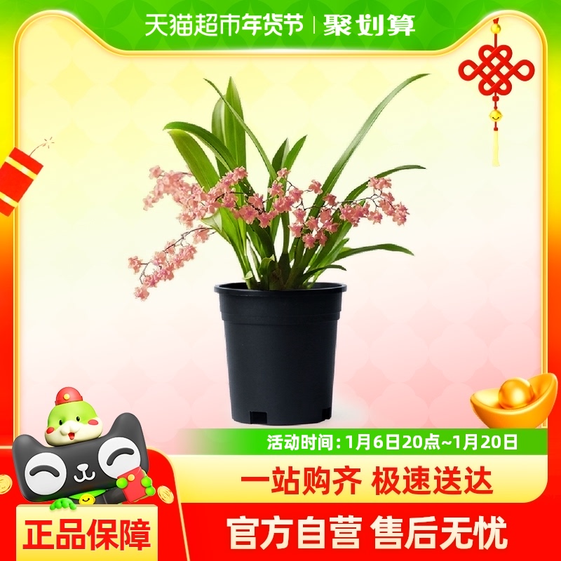 лƽֲԷۻ辰ڰڼ滨38.76Ԫ(88VIP 95)