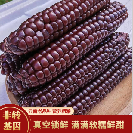 正宗西双版纳紫糯黑拇指玉米甜糯新鲜宝宝儿童辅食小玉米真空包装