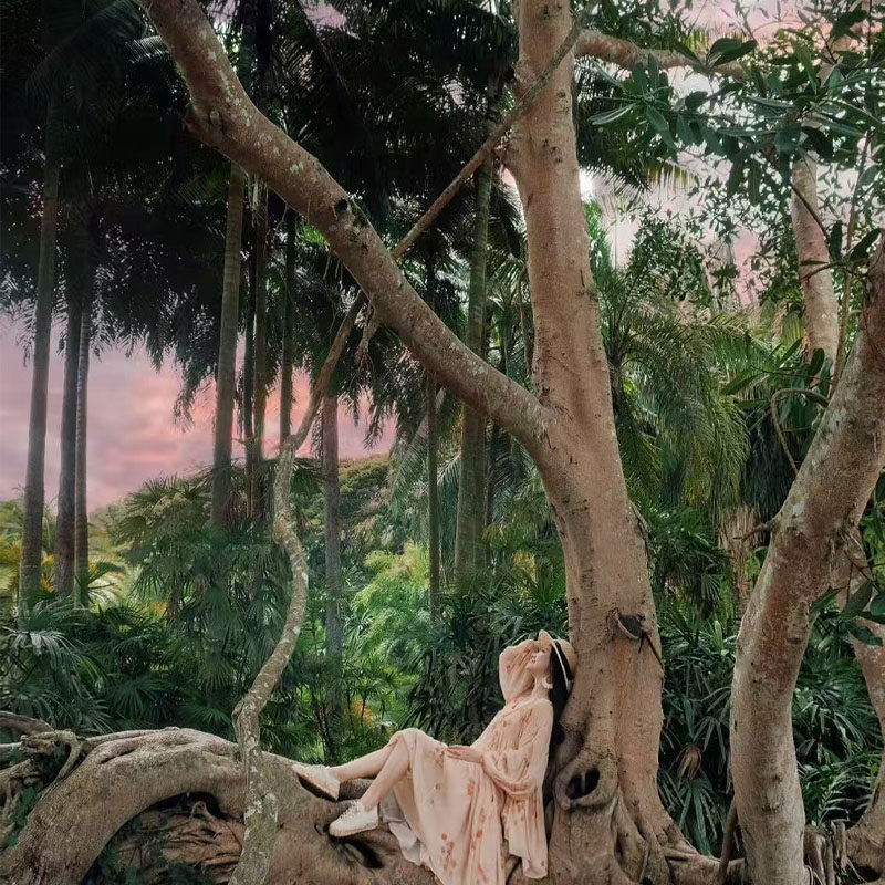 云南旅游西双版纳普洱6天5晚跟团游中科植物园/望天树景区/南糯山